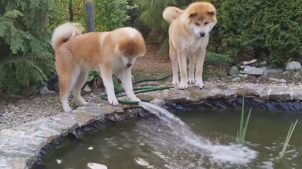 El Akita inu, Tu Mascota ideal