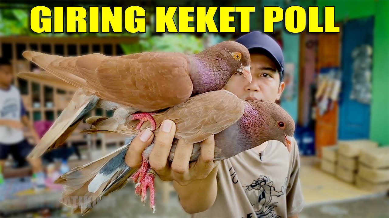 GREBEK! GAMBIR DI PENJUAL MERPATI LOSNYA EDUUN
