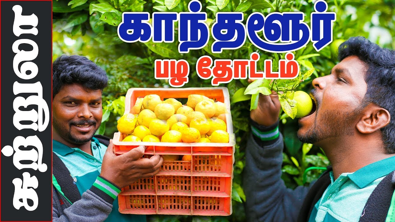 Kerala Kanthalloor Fruits Garden Trip I காந்தளூர்  பழத்தோட்டம்  சுற்றுலா