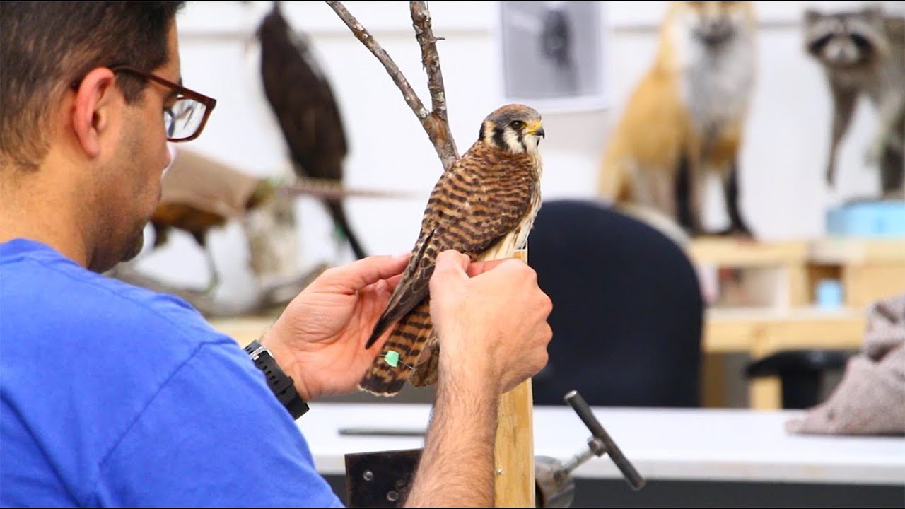 Kestrel Taxidermy....Drying and posing.....Art of Taxidermy.