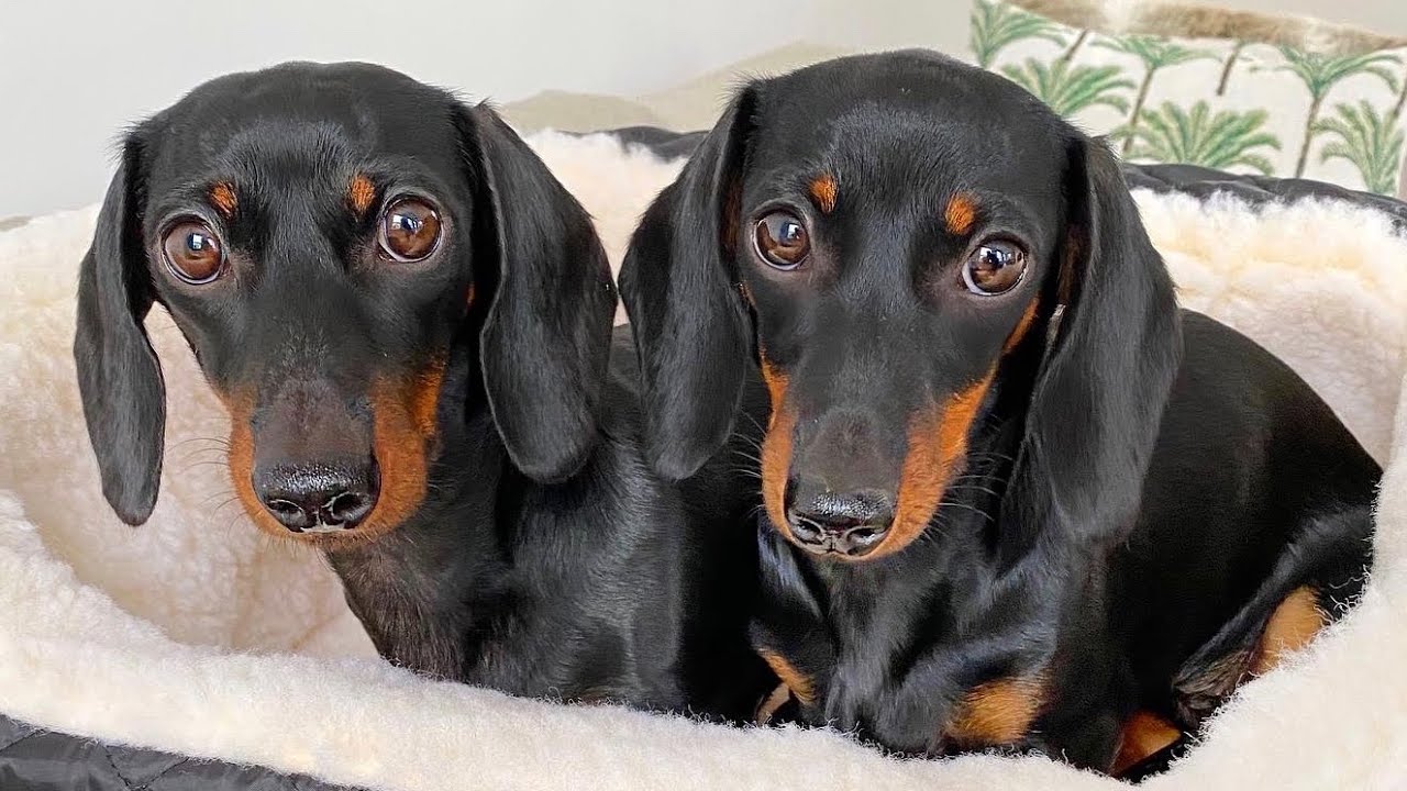 The differences between our Dachshunds Loulou & Coco.