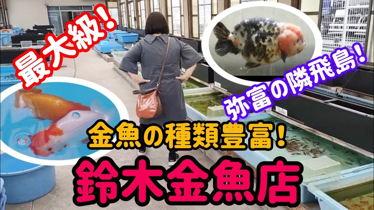 [金魚]　[鈴木金魚店]　弥富の隣　飛島村の金魚屋さん！初めて訪問させて頂きました🌈#goidfish