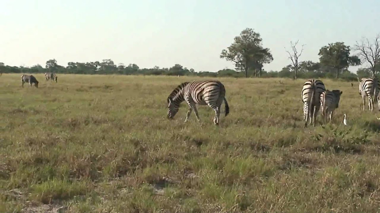 Zebra (HD version)