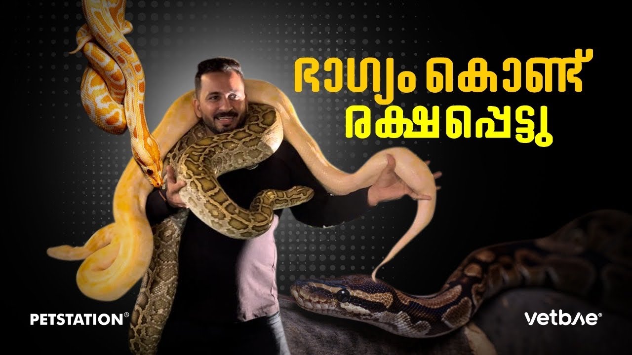 പാമ്പ്‌ ചുറ്റിവരിഞ്ഞു.. അത്ര വലുപ്പമുള്ള രണ്ട്‌ പാമ്പുകൾക്ക്‌ നടുവിൽ...