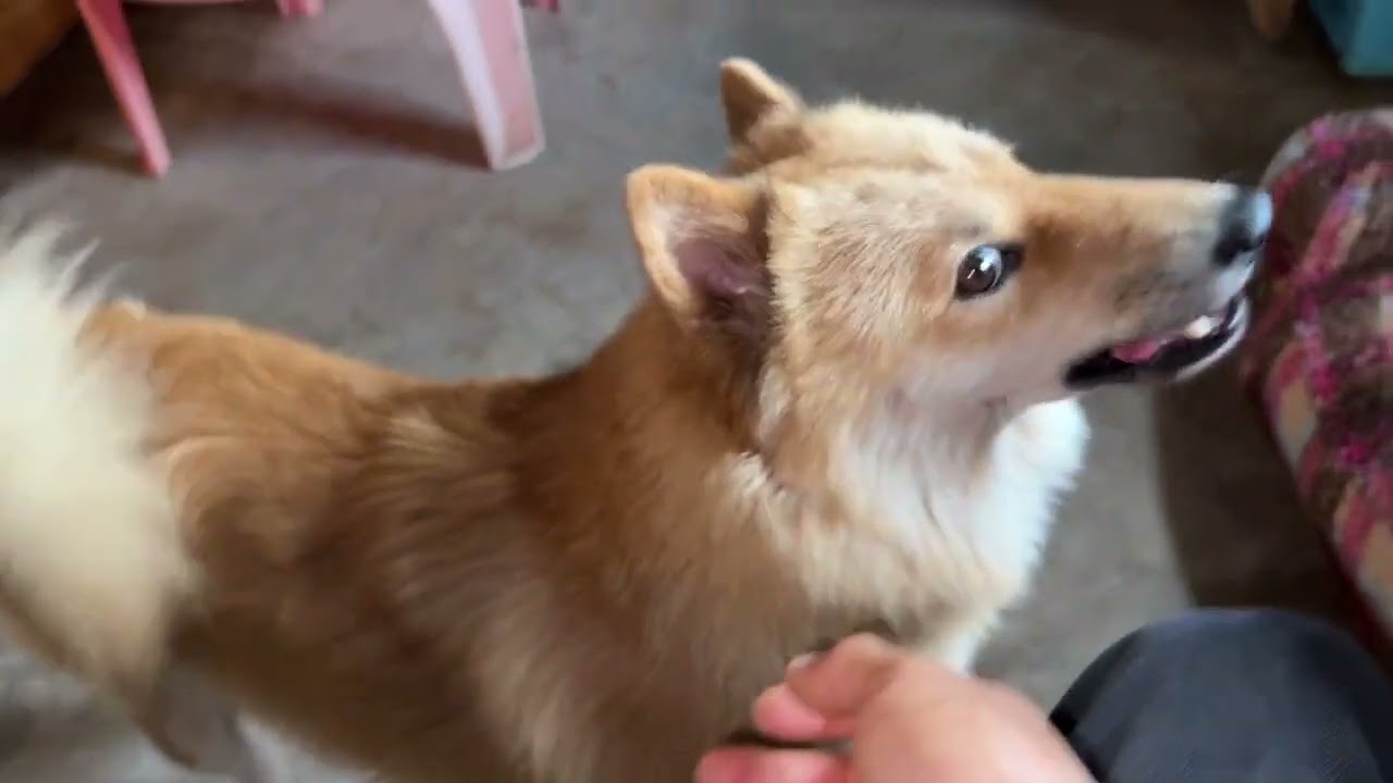 狗子：有狗入侵#动物 #萌宠 #動物 #黃狗 #治愈 #治愈系 #狗狗 #田园犬