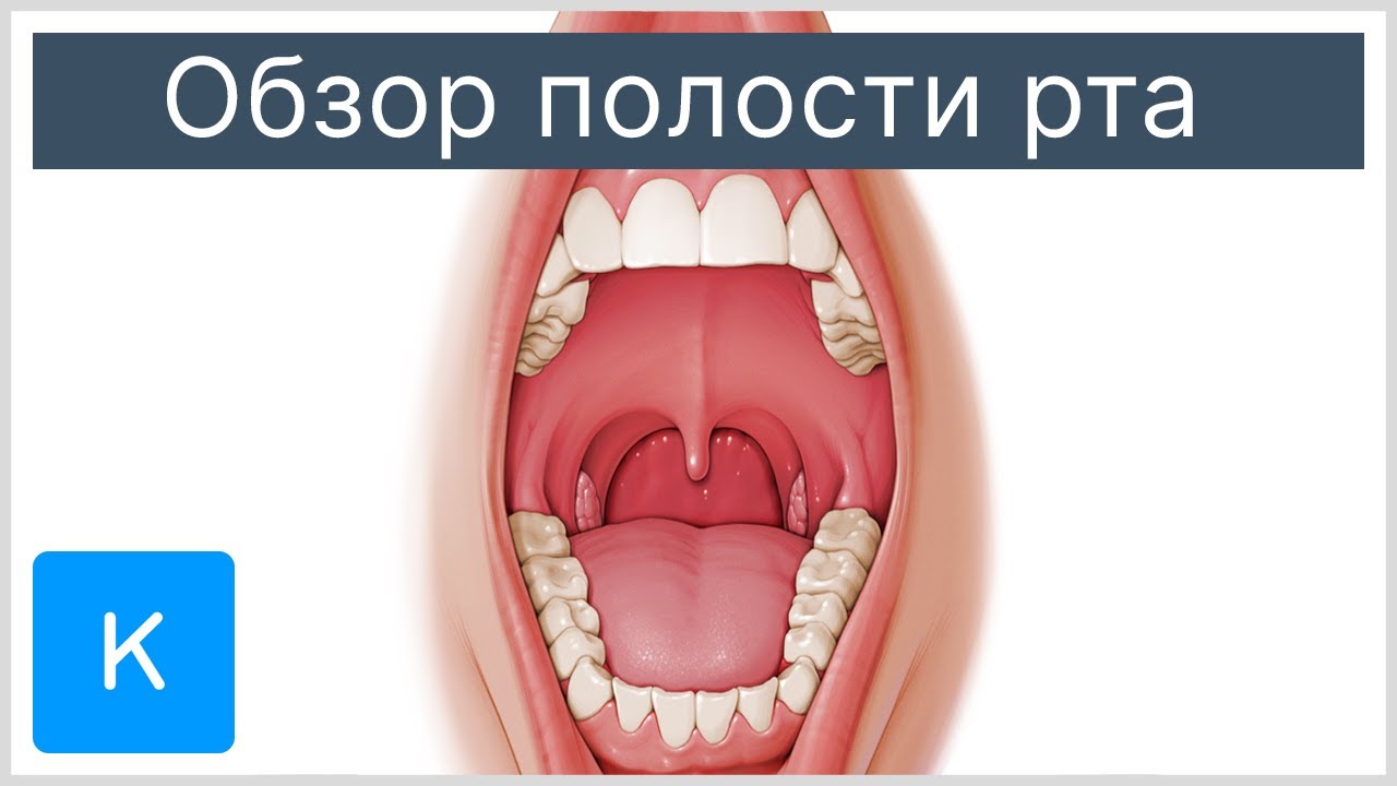 Обзор полости рта - Анатомия человека |&nbsp;Kenhub