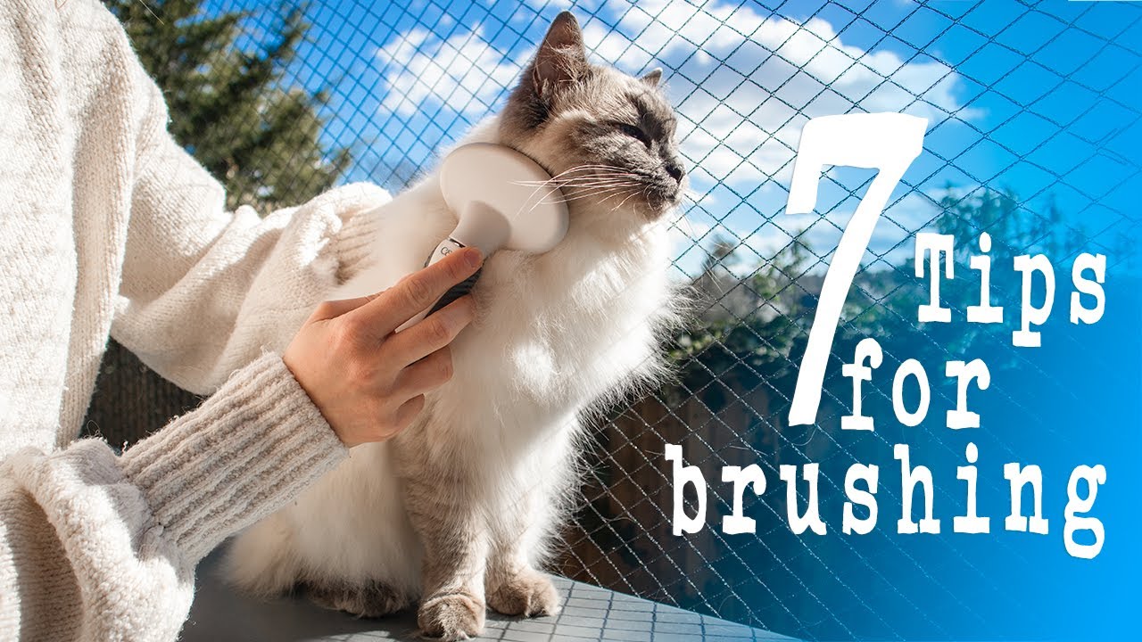 𝐒𝐇𝐄𝐃𝐃𝐈𝐍𝐆 𝐒𝐄𝐀𝐒𝐎𝐍 How to brush a cat | TIPS for brushing | Ragdolls Pixie and Bluebell