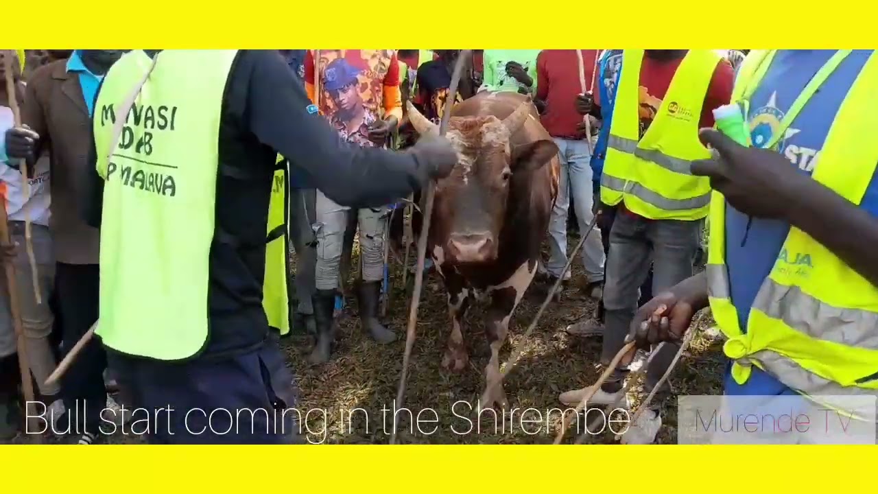 ALEKWA SHIREMBE DAY INCLUDING BULLFIGHTING  🔥 🔥