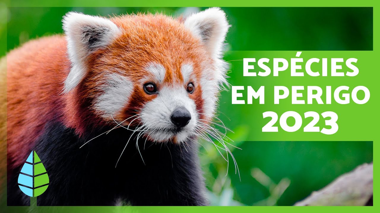 ANIMAIS AMEAÇADOS DE EXTINÇÃO 2023 🦏⚠️ (Top 10)