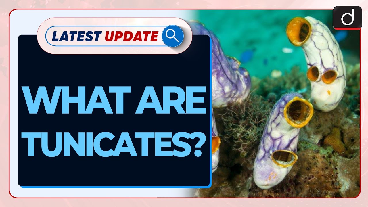 What are Tunicates? Latest Update | Drishti IAS English