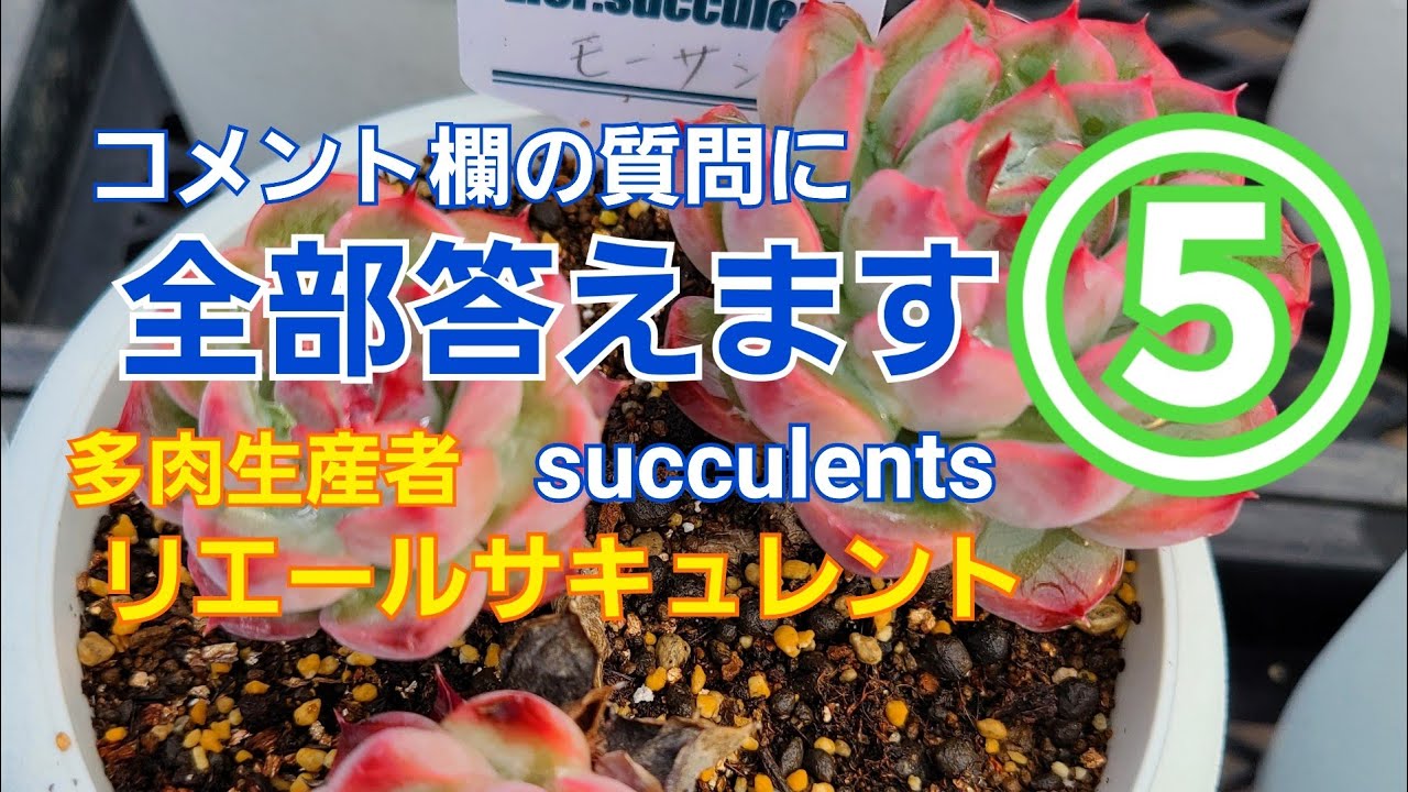 【多肉植物】コメント欄の質問に全部答えます⑤