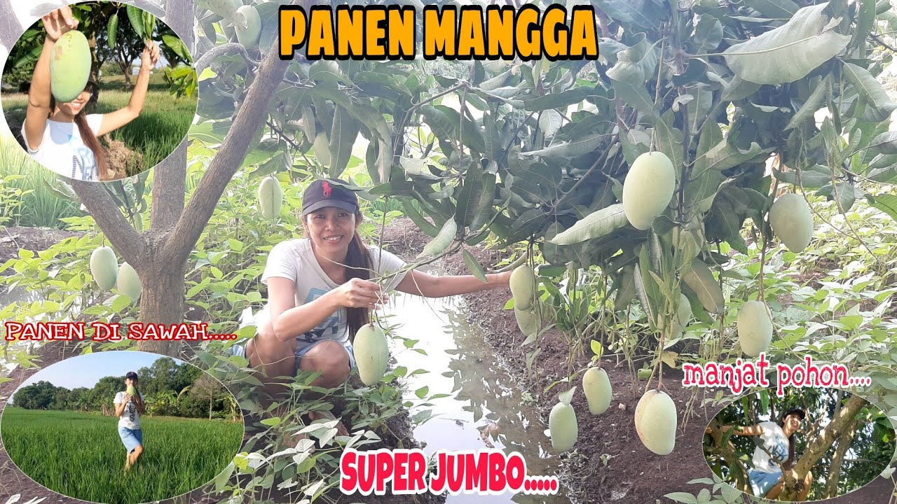 PANEN MANGGA MANGGA JUMBO INDRAMAYU || MANGGA GAJAH