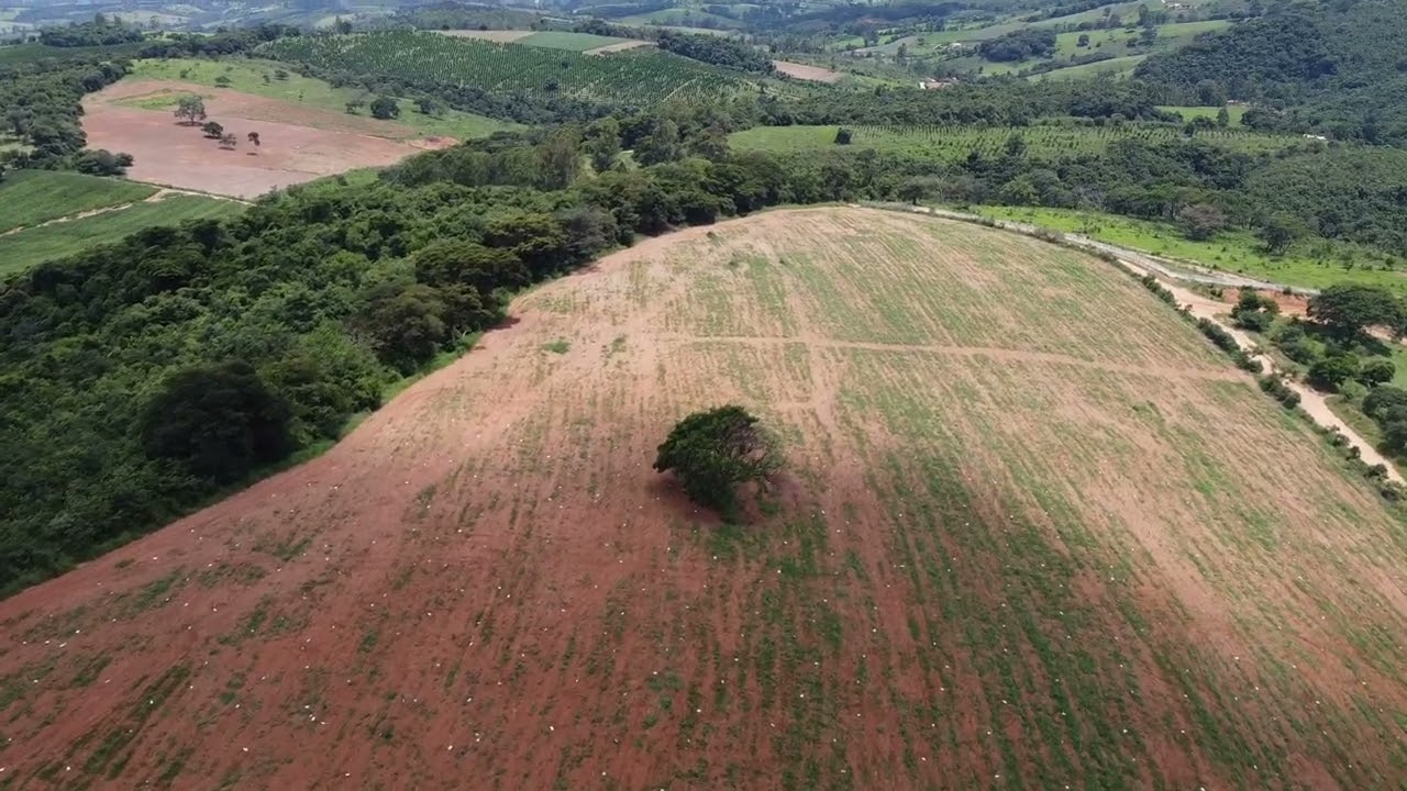 Virasol, Plantacao de Avocado -parte 2- jan,29, 2026