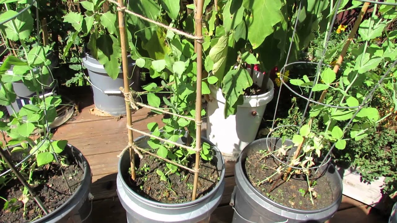 Trellising Options & Half Strength Fertilizing for Fall Container Peas - The Rusted Garden 2013