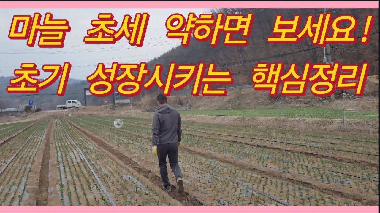 마늘 초세 약하면 보세요! 초기 성장 촉진시키는 핵심정리 (농사의신)