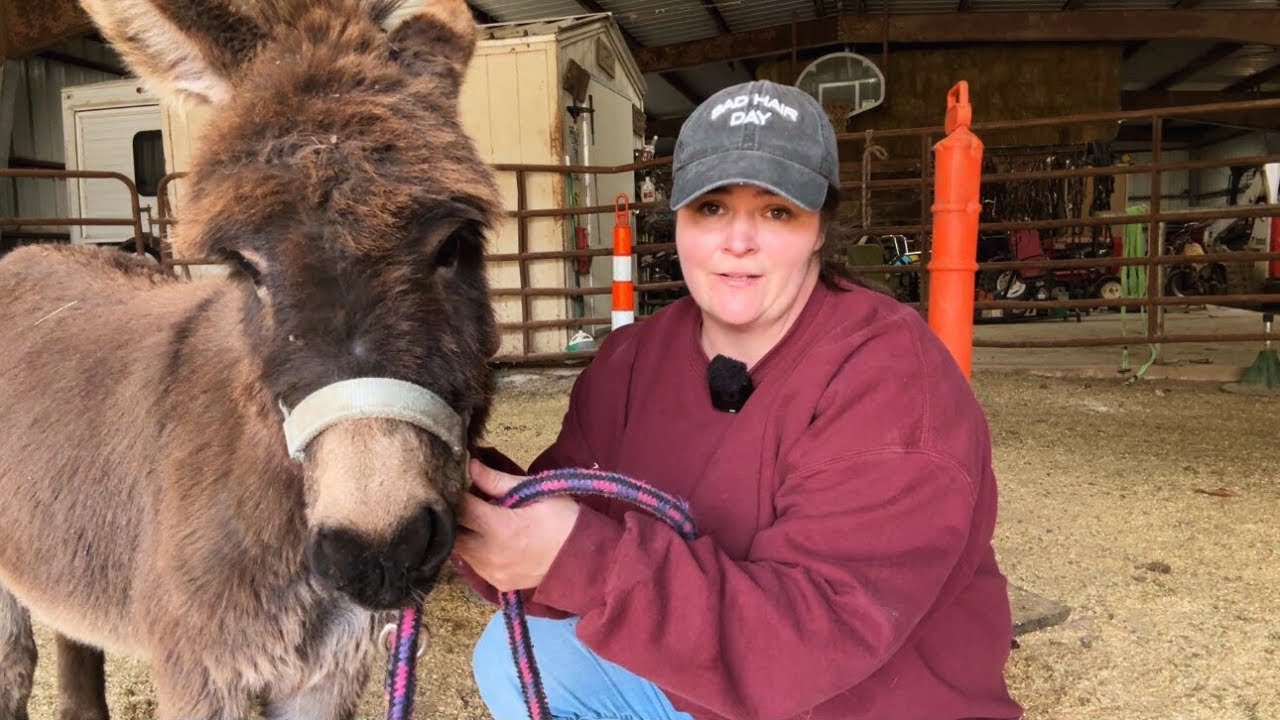 WE CALLED THE VET...Somethings Wrong With Thomas! | 24 Days Of Horses Day 21