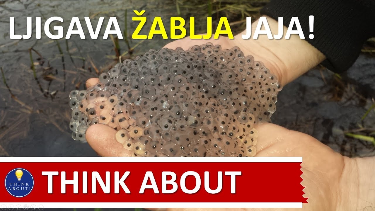 Razvojni ciklus žaba! Od punoglavca do odrasle žabe!  - Think About