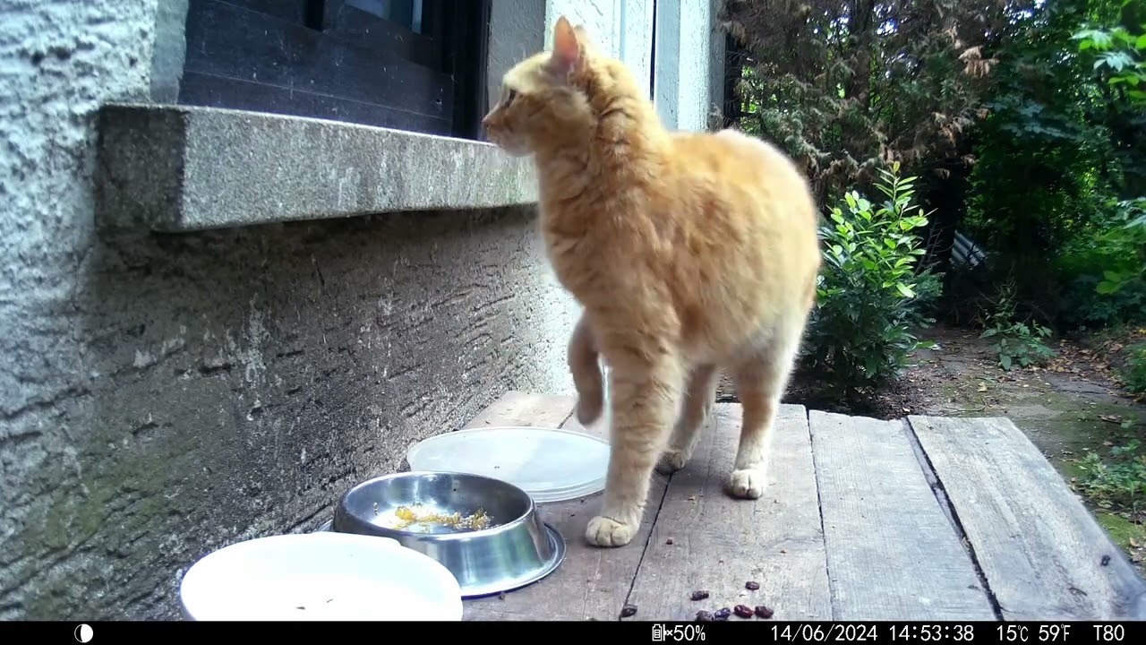 Trailcam 044 watching cats hang around Part2