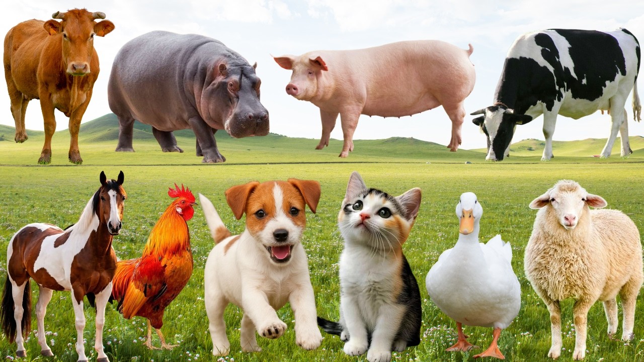 🌿Show Diễn Đáng Yêu Giữa Đồng Quê – Khi Bò, Mèo, Cún & Cừu 