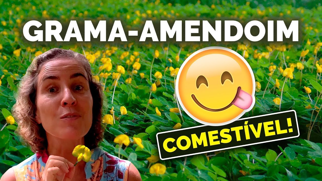 FLORESCE QUASE O ANO TODO! GRAMA-AMENDOIM | DICAS DE CULTIVO | Nô Figueiredo