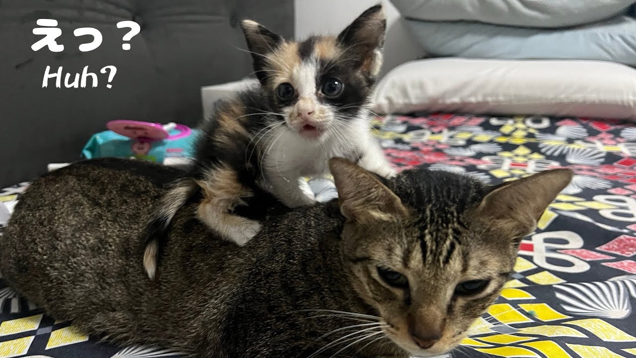 不思議ですが、子猫がいました。　Strangely, There Was a Kitten.