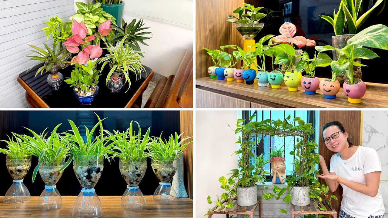 ТОП-5 великолепных комнатных растений, которые прекрасно себя чувствуют в темных комнатах