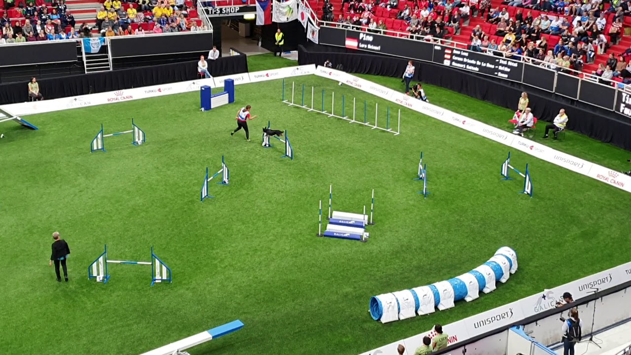 PINO Lara Heinzel Large Agility AWC 2019