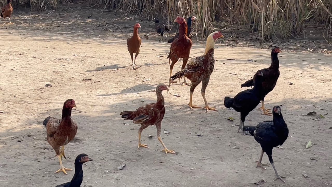 Pure madari aseel of sher Muhammad purbana by Nadeem shah aseel