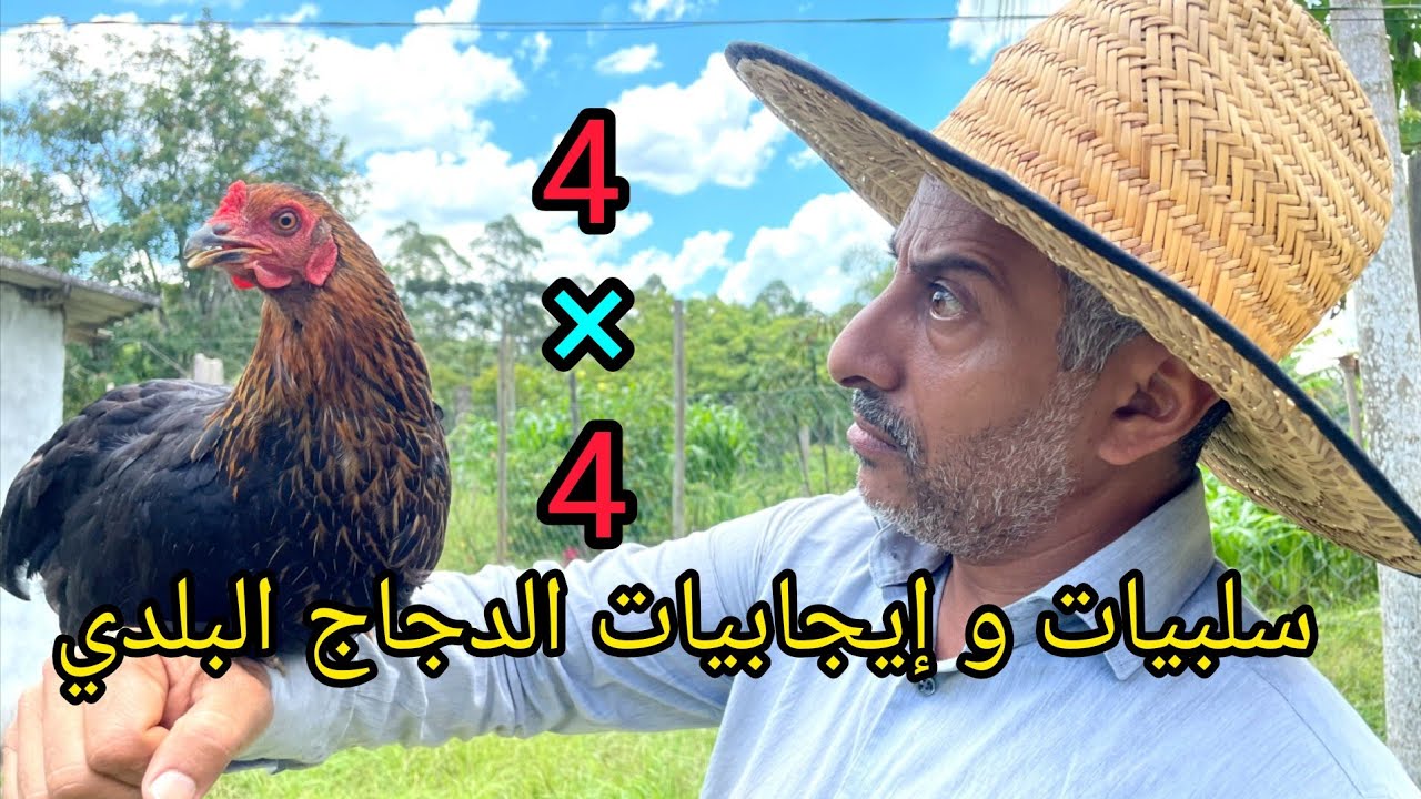 تربية الدجاج البلدي مابين الإيجابيات و السلبيات 🐓