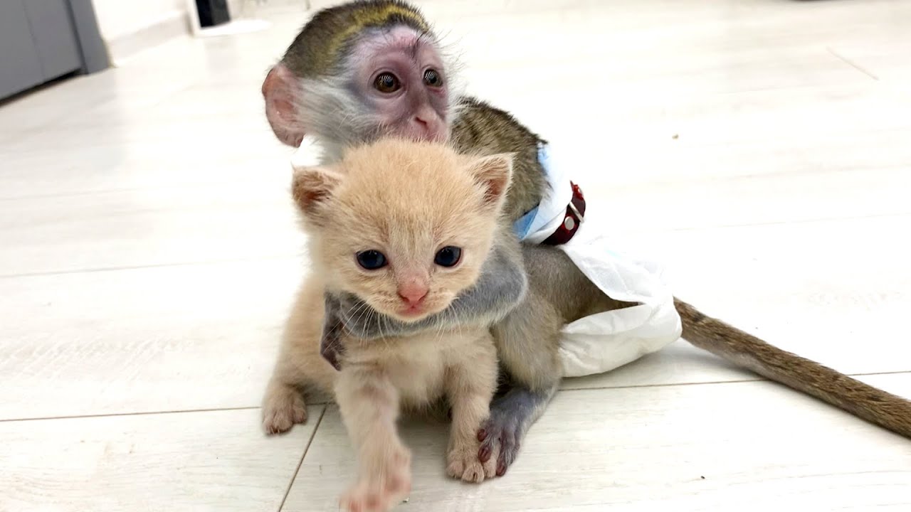 Котенок учится ходить и громко мяукает без своей няни обезьянки Сьюзи