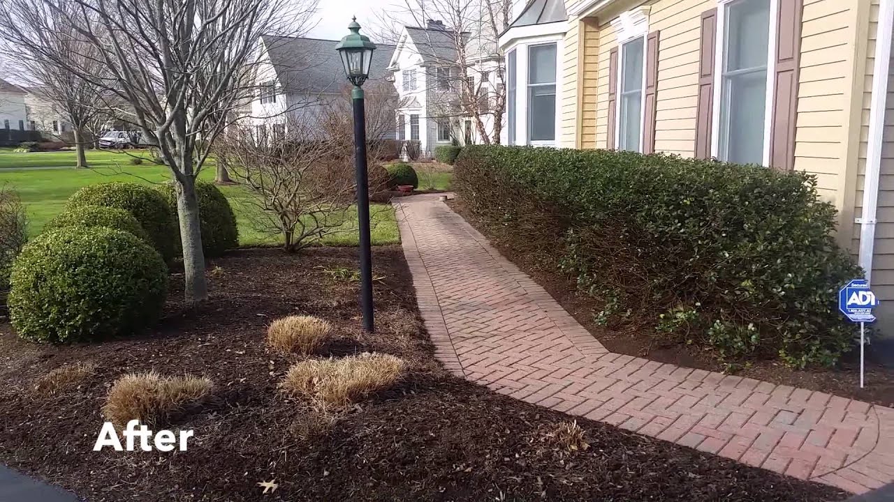 Pruning Renewal of overgrown shrubs