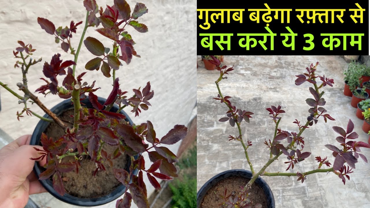 गुलाब में रफ़्तार से New Shoots निकलेंगी बस करो ये 3 काम||Rose Plant November Care,Fertiliser Tips