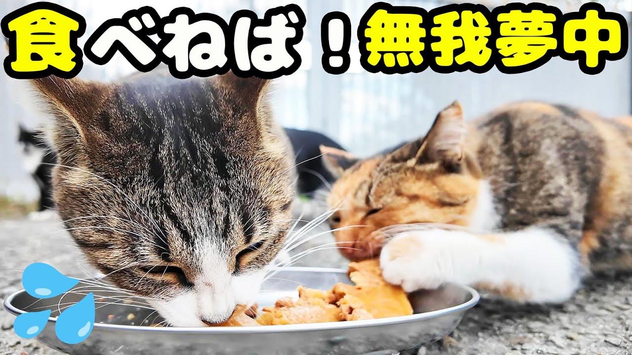 空腹で鳴く！無我夢中で必死に食べる猫 さくらねこへのエサやり さくらちゃん アンドレちゃん