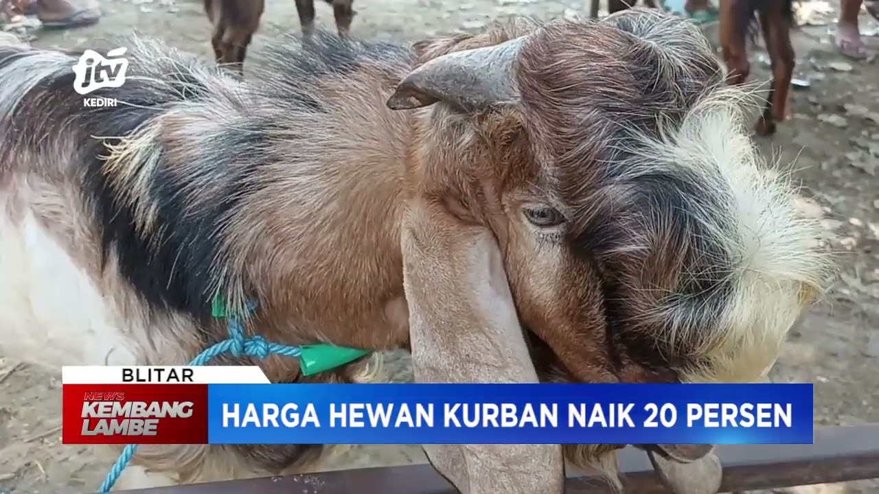 BLITAR - Masih Sebulan Jelang Idul Adha Harga Hewan Kurban Naik 20 Persen