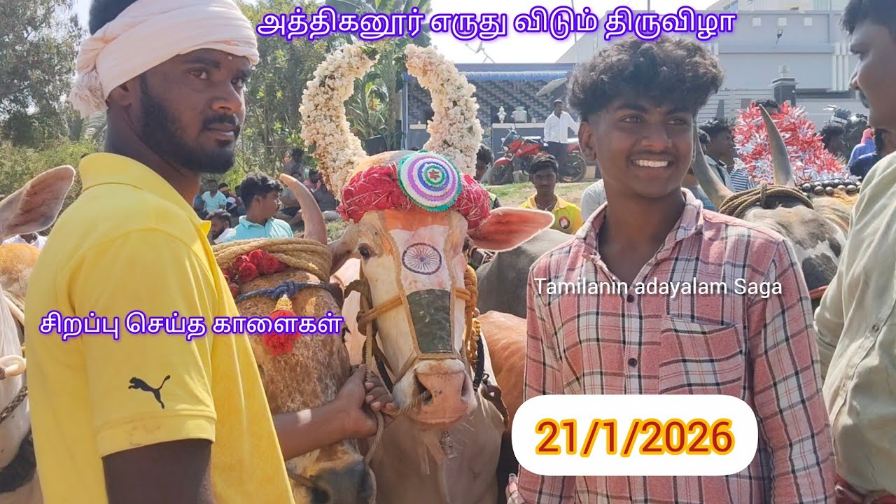 அத்திகானூர் வீதியில் அனல் பறந்த காளைகளின் ஓட்டம்#jallikattu#eruthukattu#trending
