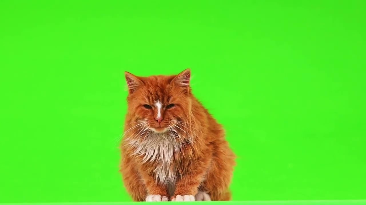Cat green screen effect