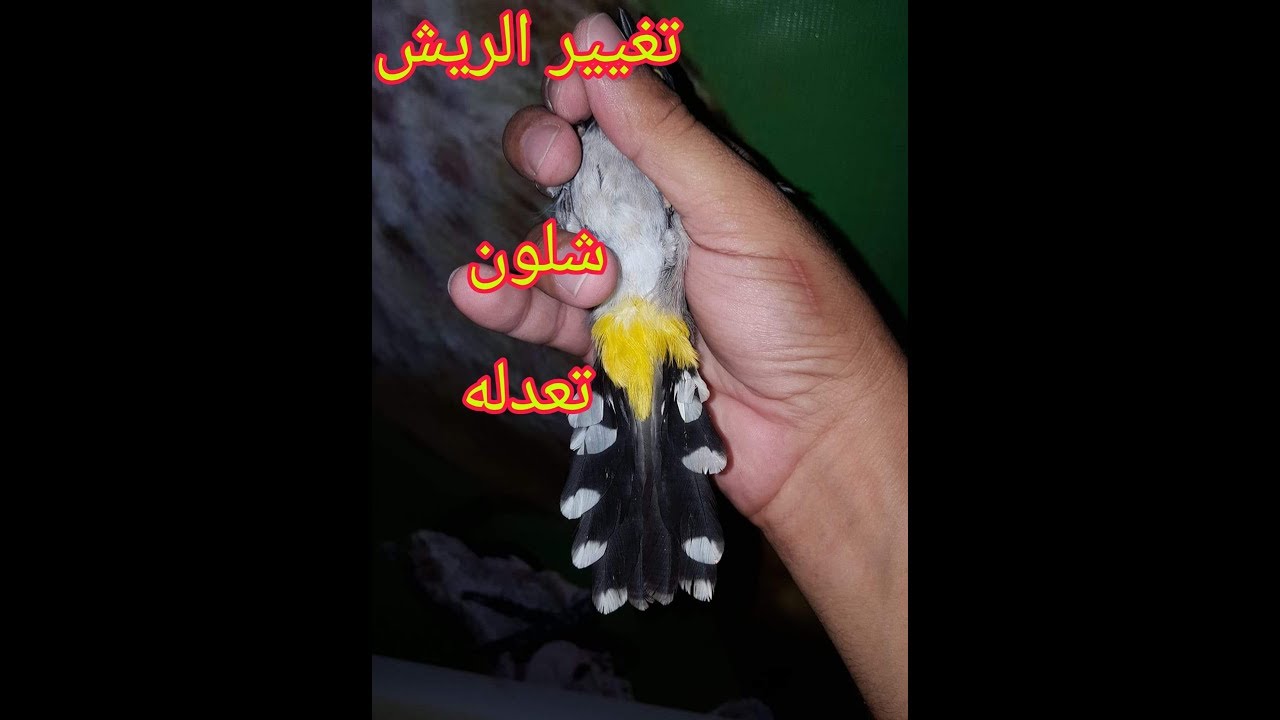 شلون تسيطر على غيار الريش وتستعجل على طيورك