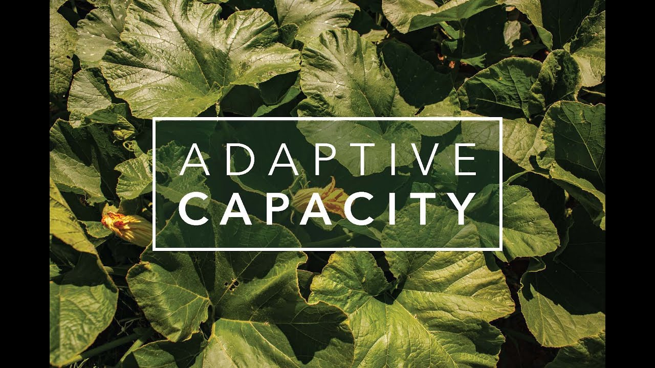 Adaptive Capacity #3: 