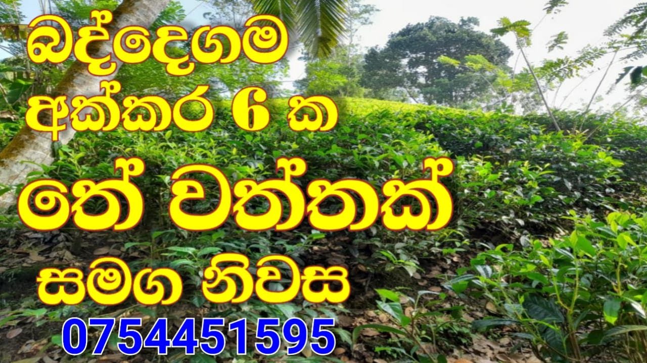 Valuable Tea Land with House for Sale in Baddegama | land for sale in Galle | 