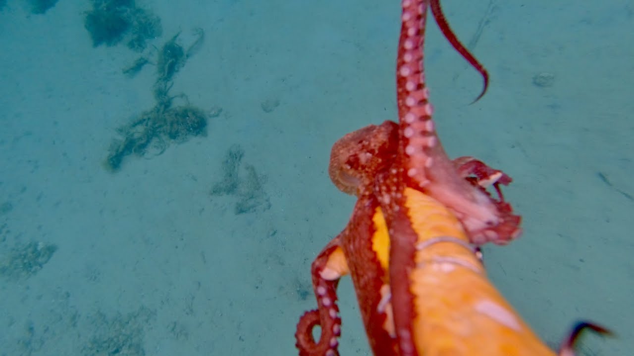 How to Catch Octopus with Chicken Feet or Hen's Foot