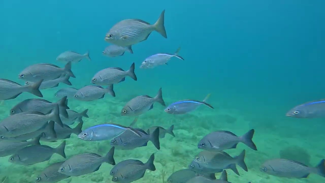 Unbelievable Underwater Encounter: Witness the Explosion of Life at the Erojacks Dive Site!