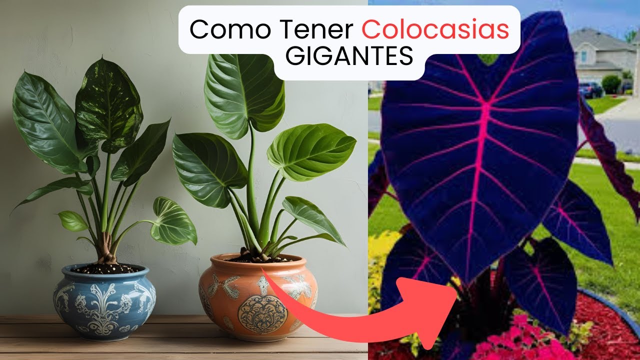 Como tener colocasias gigantes como por arte de magia