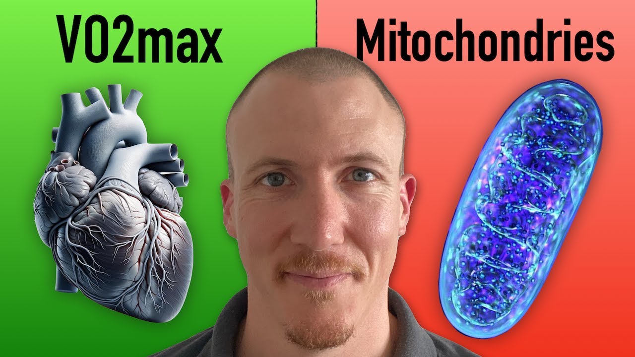 Tes Mitochondries sont INDISPENSABLES pour la VO2max