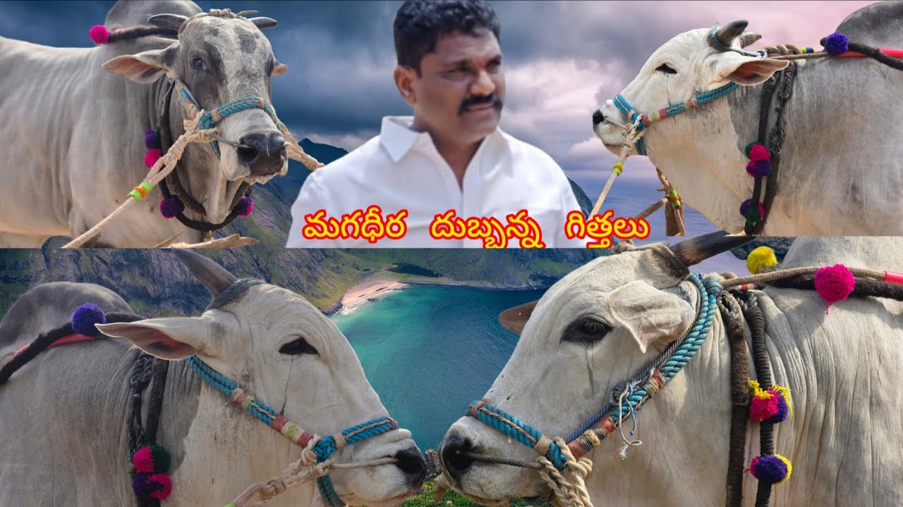 M C O R bulls