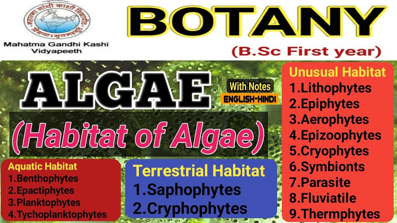 Habitat of Algae/Distribution of Algae/B.Sc 1st year/M.Sc 1st semester