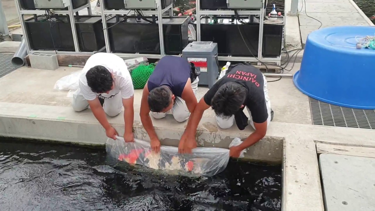 Koizucht auf der Dainichi Koi - Farm | Breeding koi at Dainichi Koi Farm | 6. Juni 2019 [DEUTSCH]