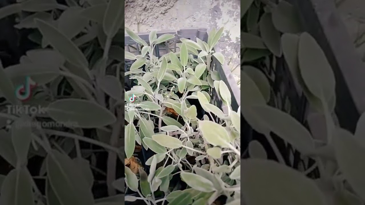 Conoc&iacute;as est&aacute; planta tan valiosa?😍🌱 Arom&aacute;tica #shorts #satisfying#parati  #aroma#fyp#salvia #huerta