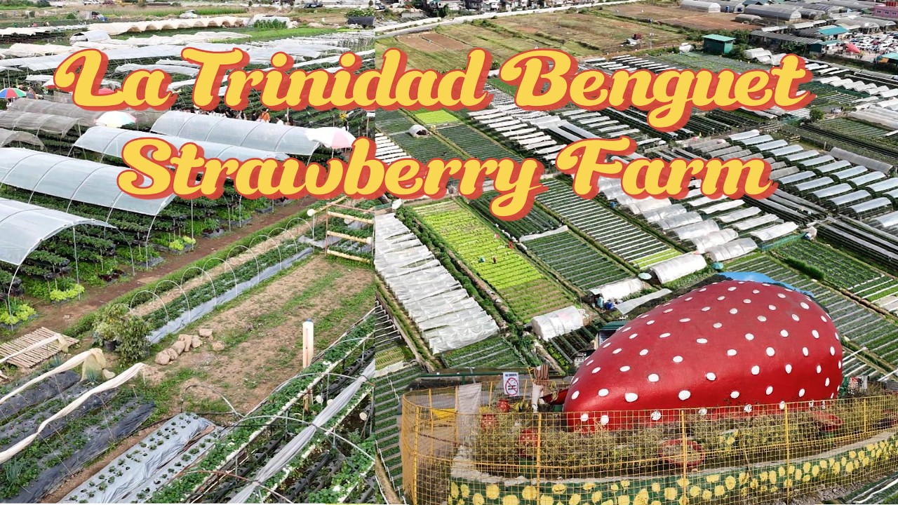 Strawberry picking experience in La Trinidad Benguet | Overnight in Baguio | Baguio Airbnb