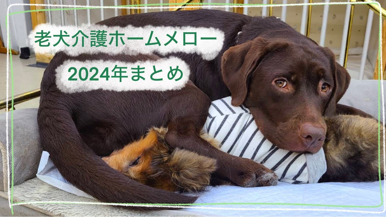 【老犬介護ホームメロー】2024年もありがとうございました🐶✨