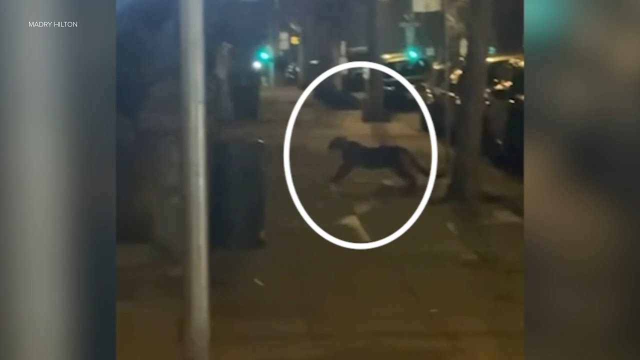 Mountain lion found after several sightings in San Francisco neighborhood